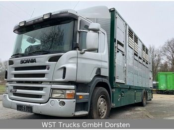 Грузовик для перевозки животных Scania P 380 mitt Menke Doppelstock: фото 1
