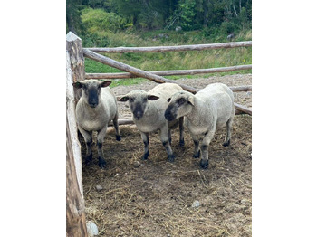 Инвентарь для животноводства Племенной Oxford Down: фото 3