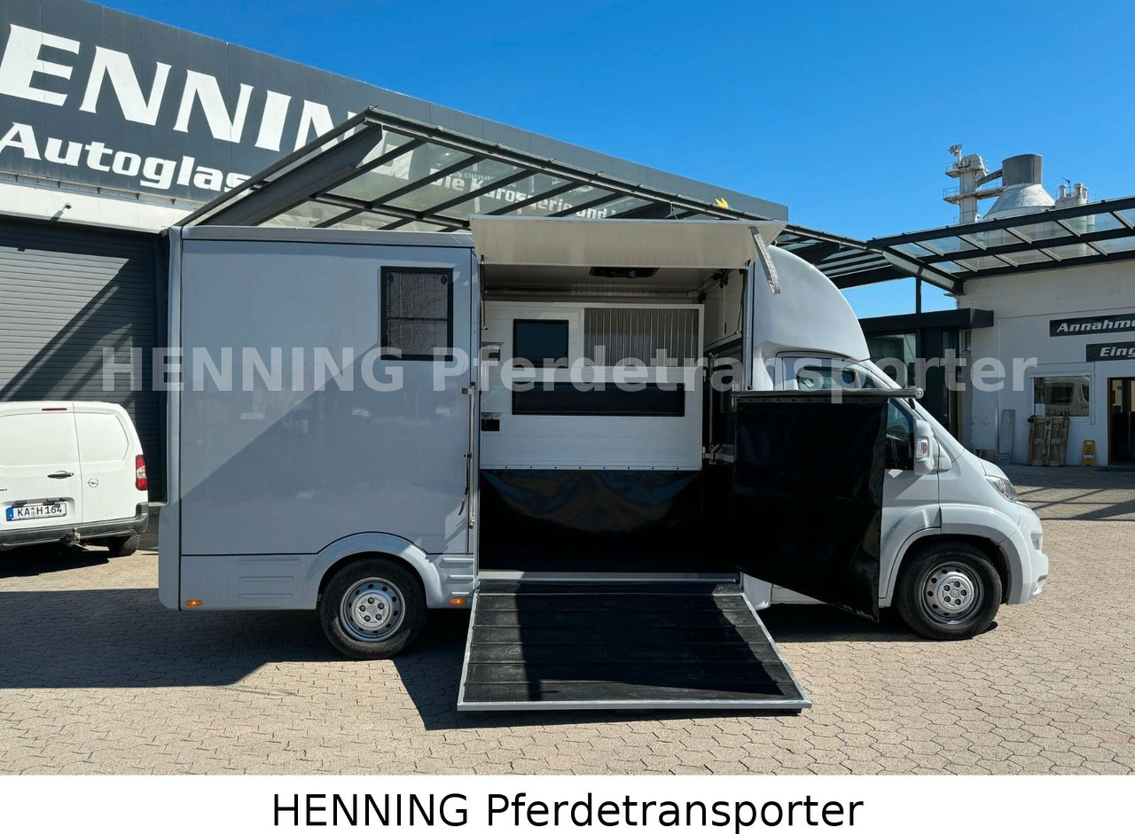 Citroën Jumper 3 - Sitzer *AUFBAU NEU* - Коневоз: фото 5 Citroën Jumper 3 - Sitzer *AUFBAU NEU* - Коневоз: фото 5