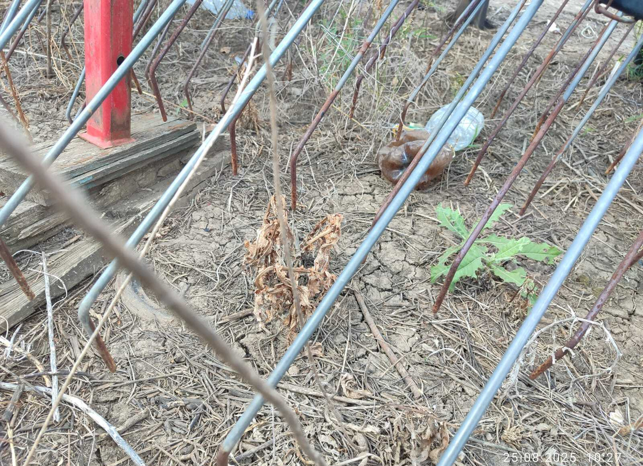 Борона пружинная (штригильная) Expom Aktywator 9 - Борона пружинная: фото 3 Борона пружинная (штригильная) Expom Aktywator 9 - Борона пружинная: фото 3