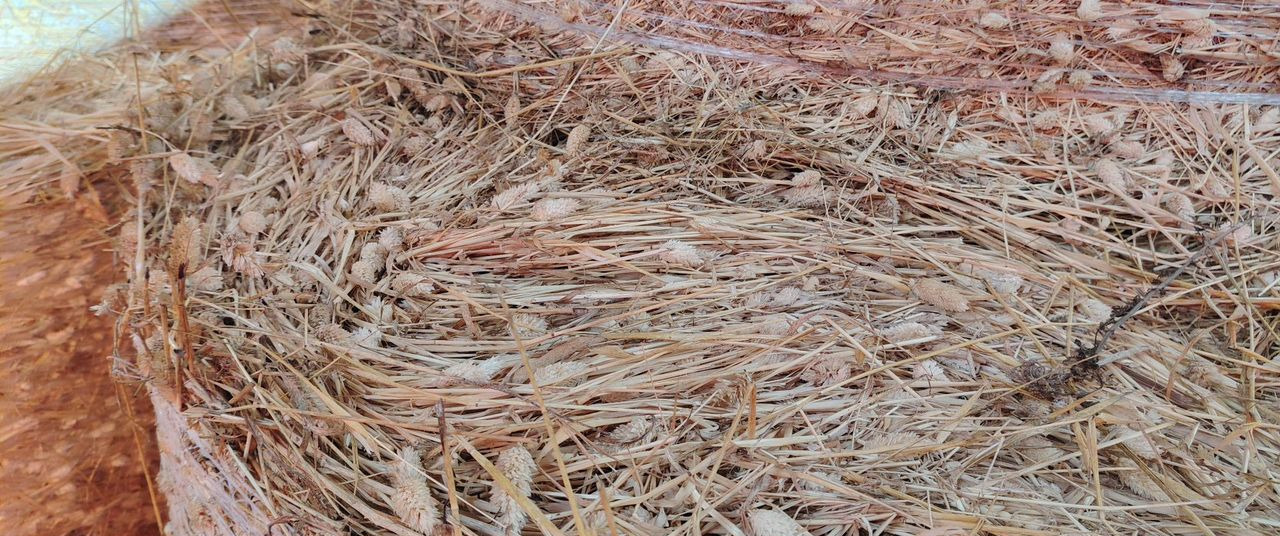 Сено канареечник. Гатчина - Другая техника: фото 4 Сено канареечник. Гатчина - Другая техника: фото 4