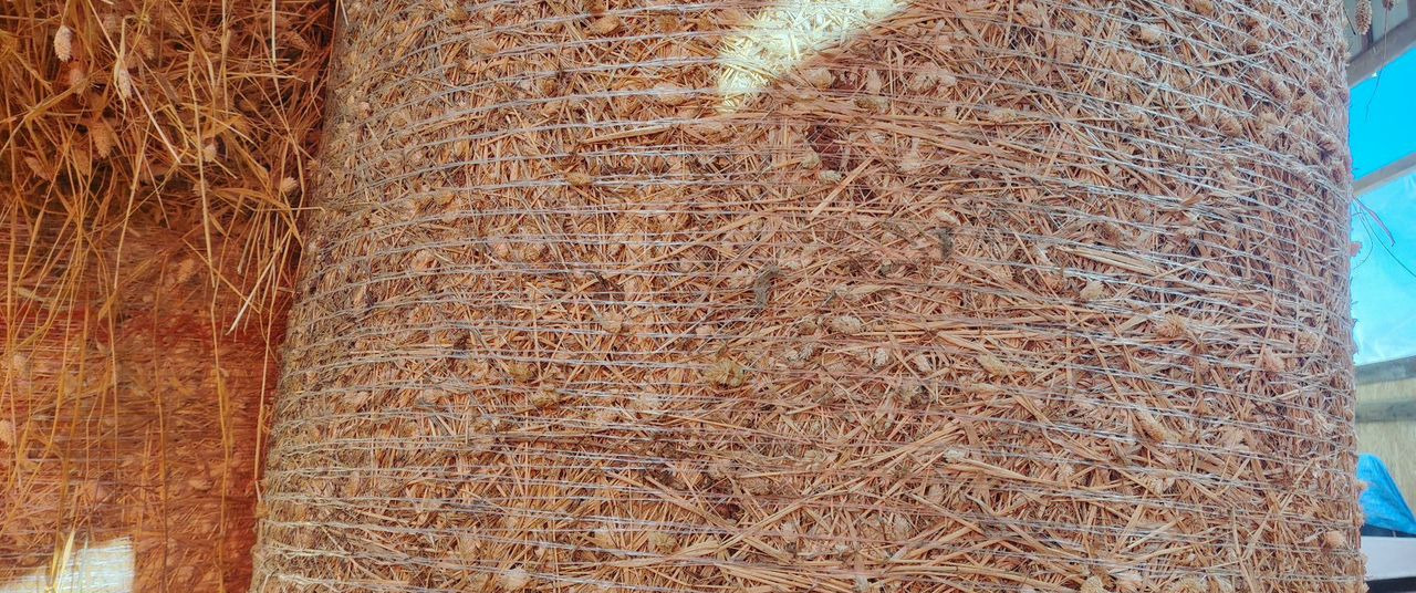 Сено канареечник. Гатчина - Другая техника: фото 3 Сено канареечник. Гатчина - Другая техника: фото 3