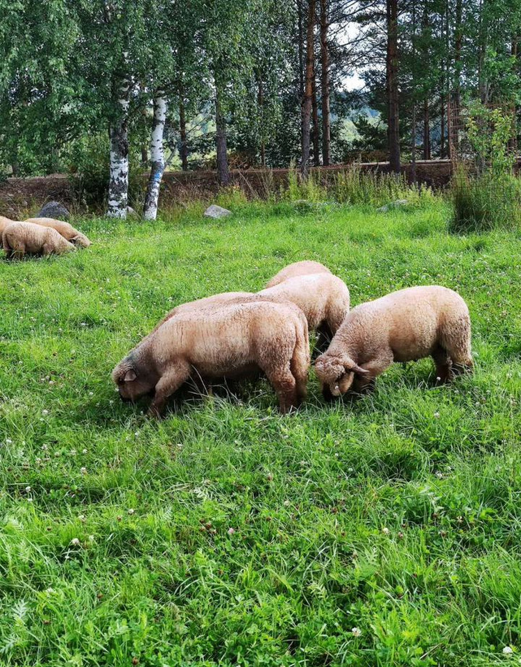 Племенной Oxford Down - Инвентарь для животноводства: фото 2 Племенной Oxford Down - Инвентарь для животноводства: фото 2