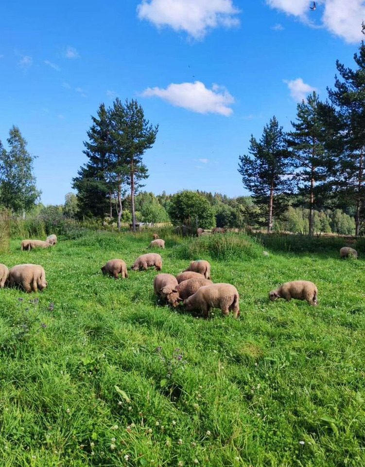 Племенной Oxford Down - Инвентарь для животноводства: фото 1 Племенной Oxford Down - Инвентарь для животноводства: фото 1