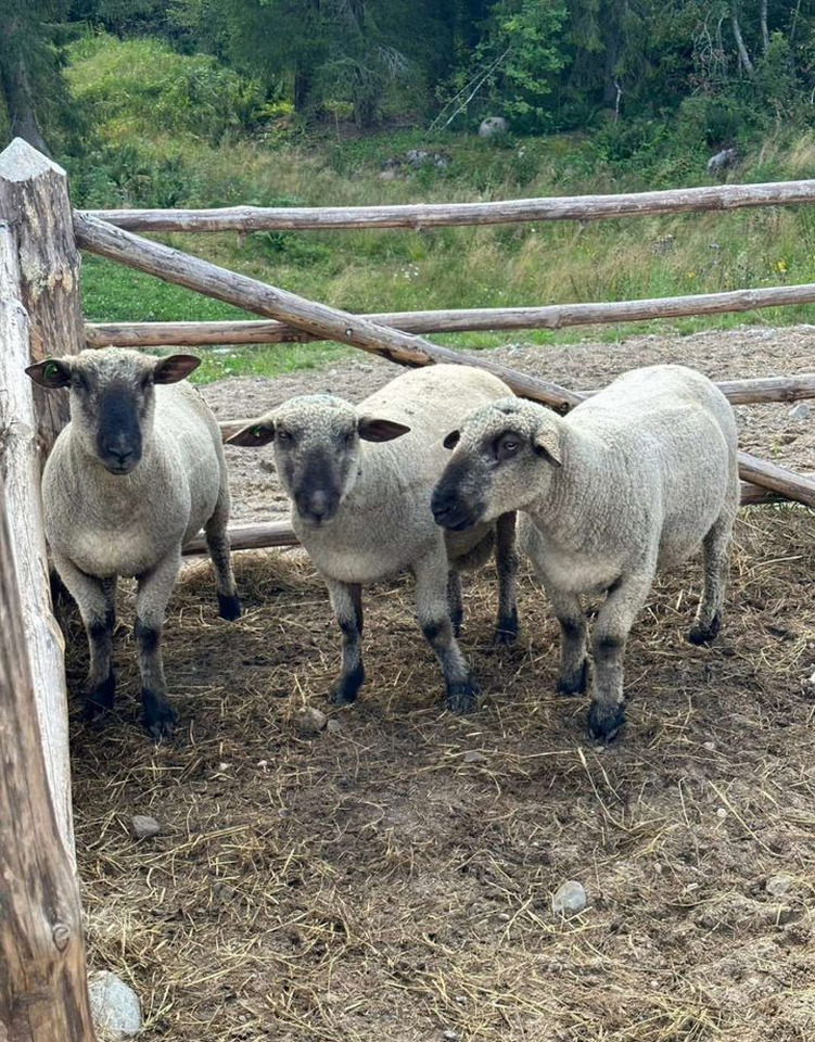 Племенной Oxford Down - Инвентарь для животноводства: фото 3 Племенной Oxford Down - Инвентарь для животноводства: фото 3