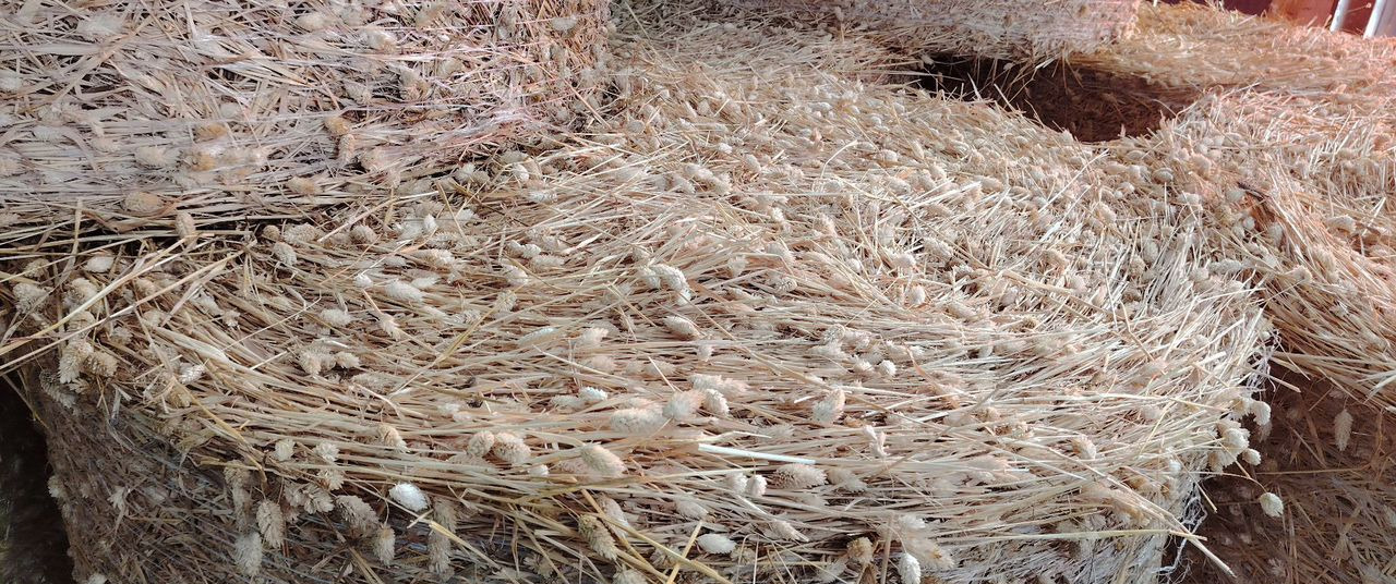 Сено канареечник. Гатчина - Инвентарь для животноводства: фото 2 Сено канареечник. Гатчина - Инвентарь для животноводства: фото 2