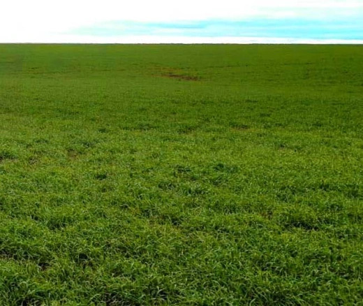 СибзаводАгро Посевной комплекс "ИРТЫШ" 10 04 R - Посевной комплекс: фото 3 СибзаводАгро Посевной комплекс "ИРТЫШ" 10 04 R - Посевной комплекс: фото 3