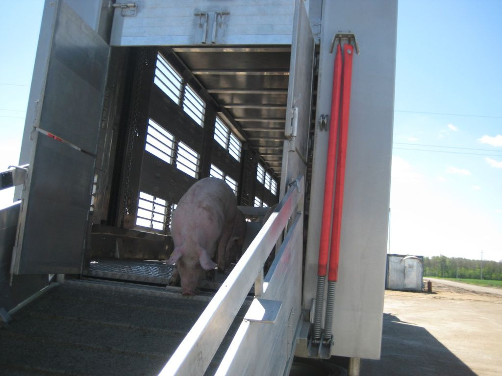 Полуприцеп-скотовоз Тонар-9827 с подъемными полами - Полуприцеп для перевозки животных: фото 3 Полуприцеп-скотовоз Тонар-9827 с подъемными полами - Полуприцеп для перевозки животных: фото 3