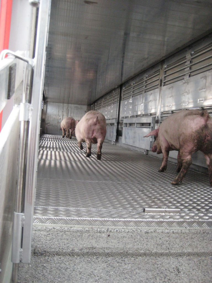 Полуприцеп для перевозки животных Полуприцеп-скотовоз Тонар-9827 с подъемными полами: фото 7 Полуприцеп для перевозки животных Полуприцеп-скотовоз Тонар-9827 с подъемными полами: фото 7