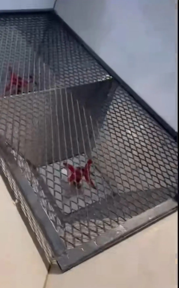 Разбрасыватель удобрений 2FX-1200 (РУМ) - Разбрасыватель удобрений: фото 4 Разбрасыватель удобрений 2FX-1200 (РУМ) - Разбрасыватель удобрений: фото 4